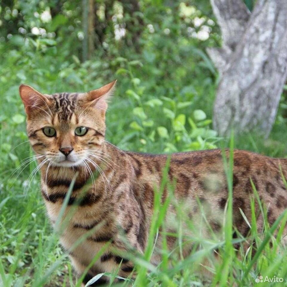 Бенгальская Кошка Купить В Нижнем Новгороде Цена