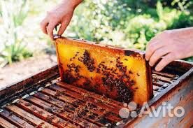 Пчёлы,пакеты,семьи купить на Зозу.ру - фотография № 1