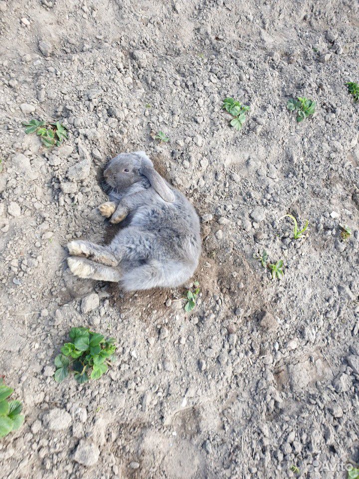 Продаётся кролик, порода "французский баран" купить на Зозу.ру - фотография № 5