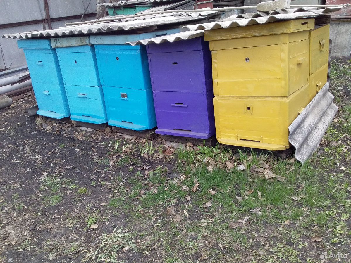 Пчелосемья,ульи и фляги купить на Зозу.ру - фотография № 1
