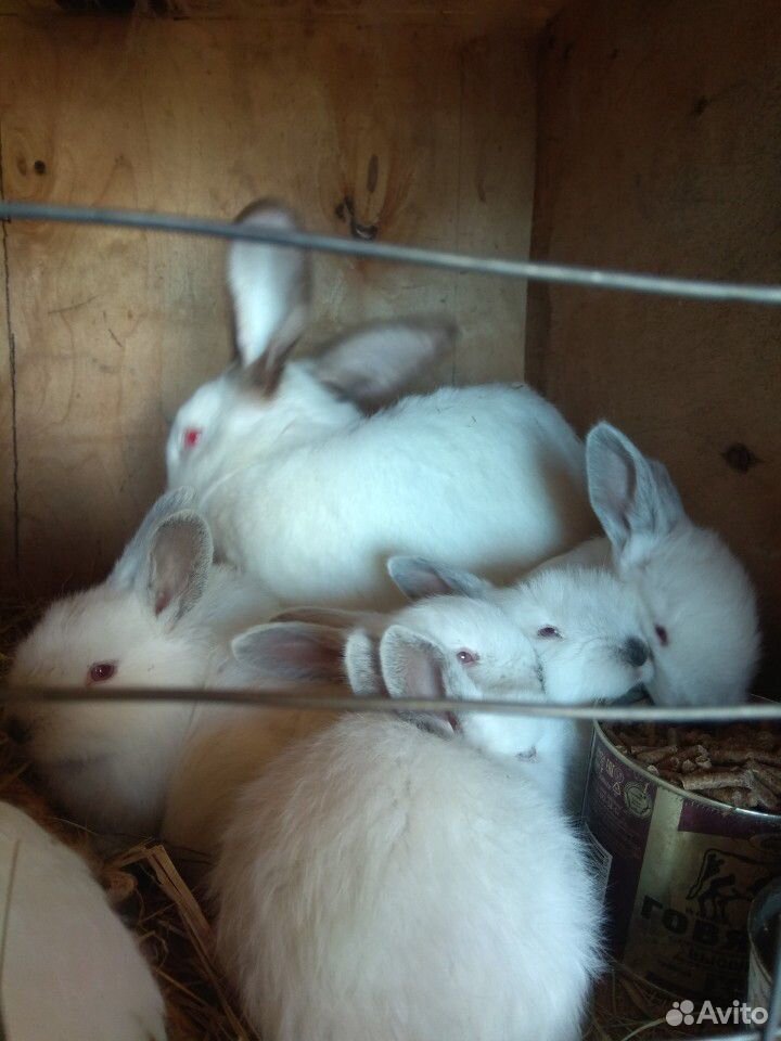 Кролики калифорния купить на Зозу.ру - фотография № 4