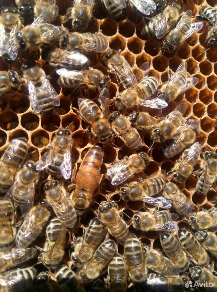 Семьи пчёл купить на Зозу.ру - фотография № 1