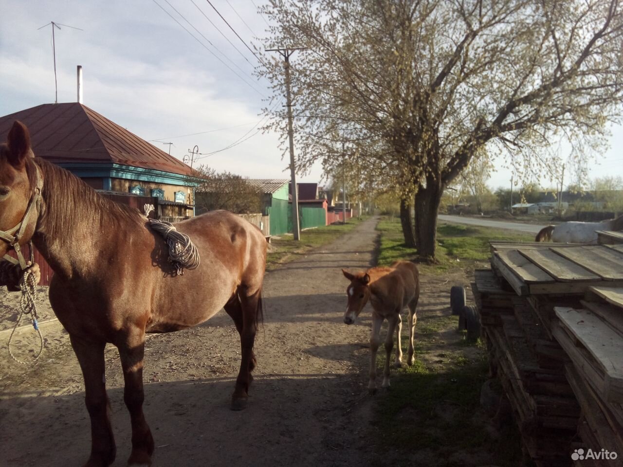 Продаю коней купить на Зозу.ру - фотография № 8