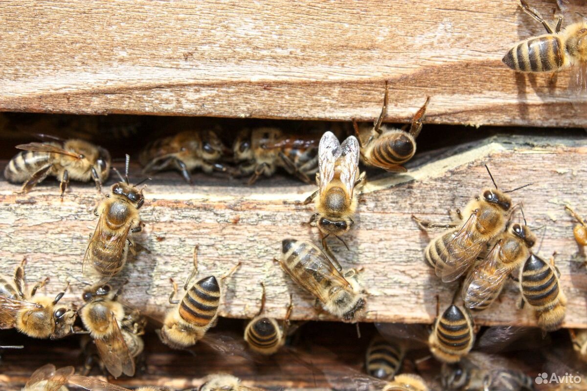 Семья пчёл медоносные купить на Зозу.ру - фотография № 1