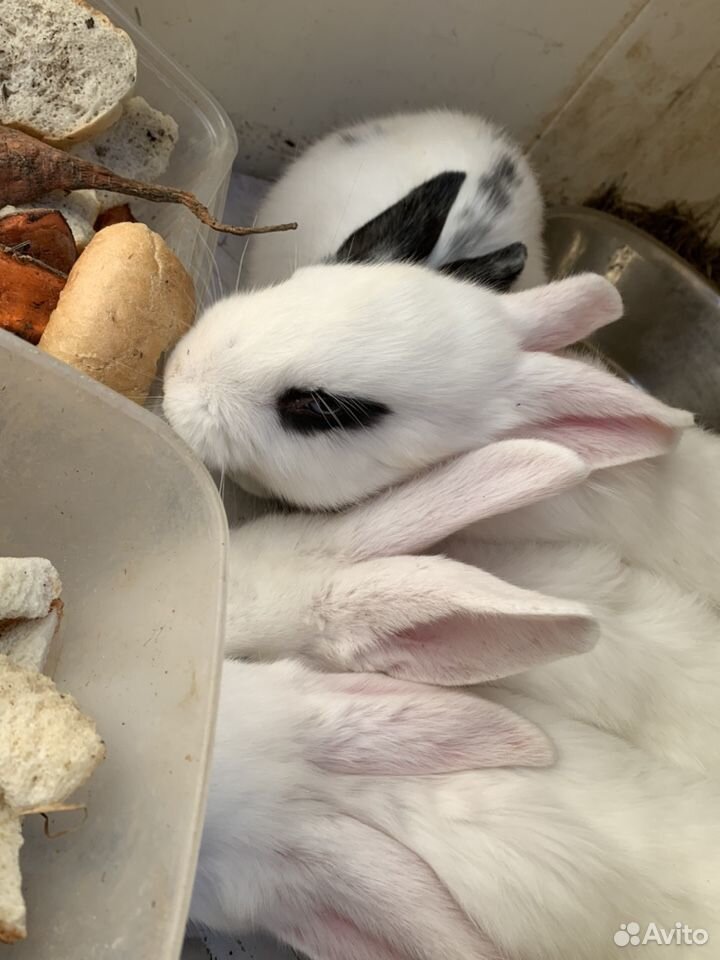 Кролики гиганты купить на Зозу.ру - фотография № 7