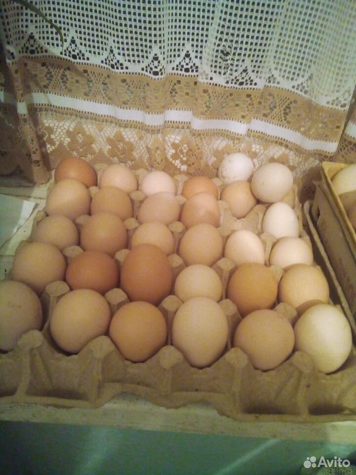 Инкубационное куриное яйцо купить на Зозу.ру - фотография № 2
