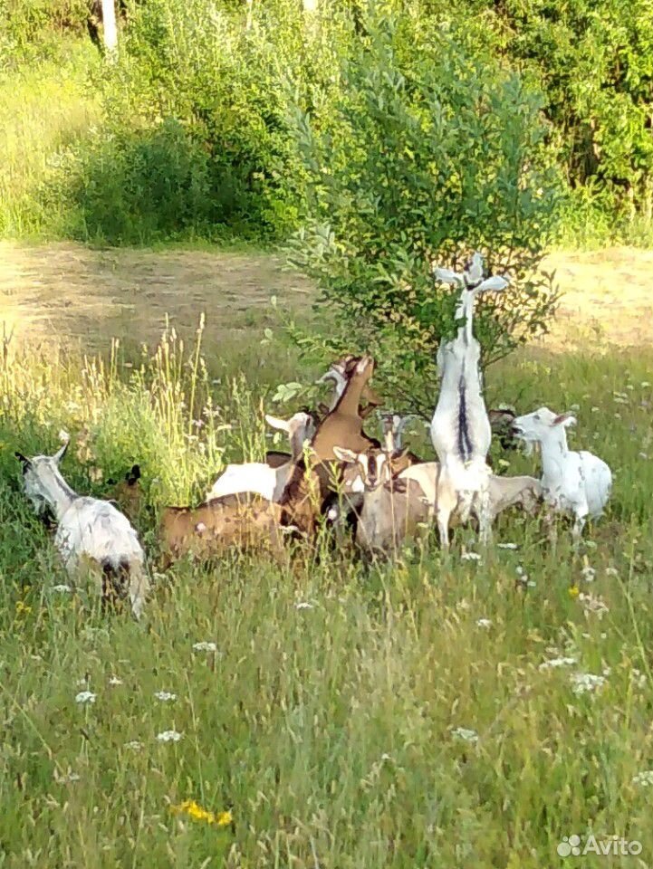Нубийских козы купить на Зозу.ру - фотография № 5