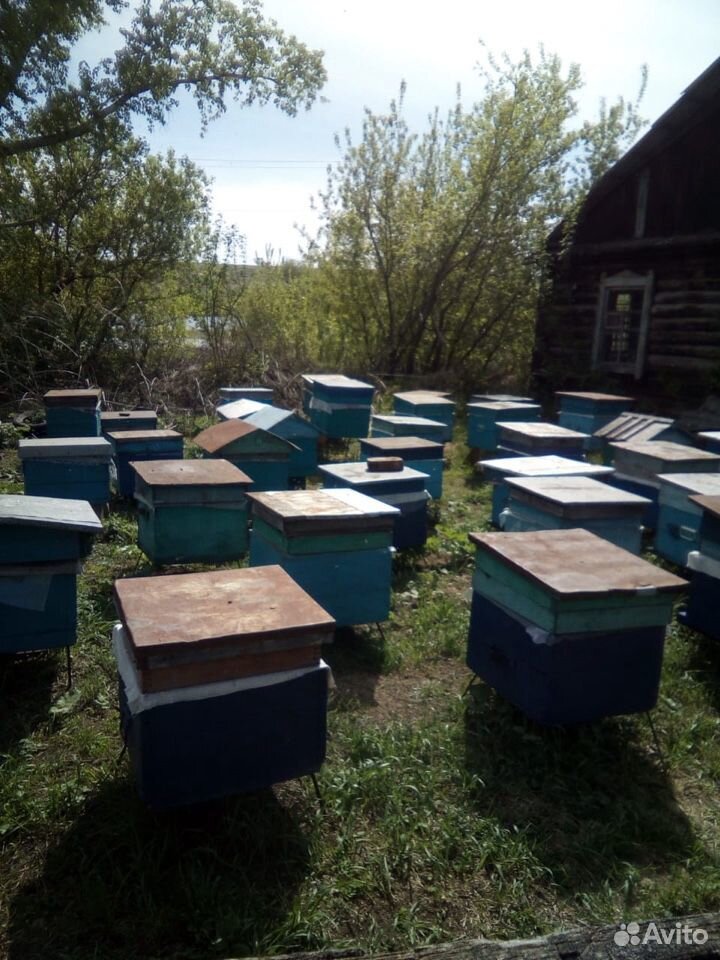 Пасека, дом и пчёлы купить на Зозу.ру - фотография № 4