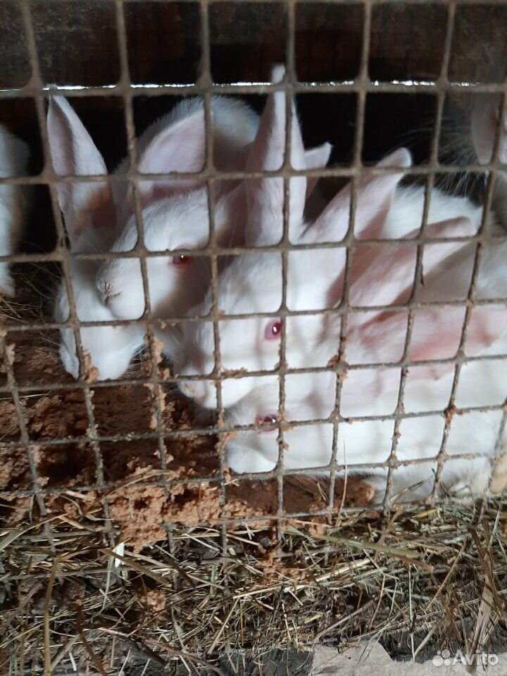 Кролики (молодняк) купить на Зозу.ру - фотография № 2
