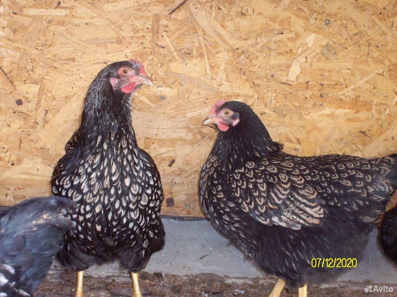 Яйцо и цыплята породной птицы купить на Зозу.ру - фотография № 1