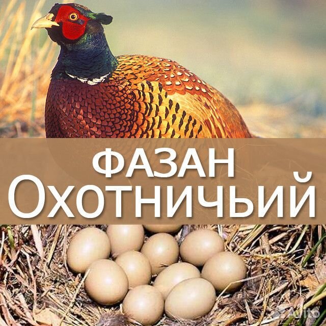 Яйца и Фазанята купить на Зозу.ру - фотография № 1