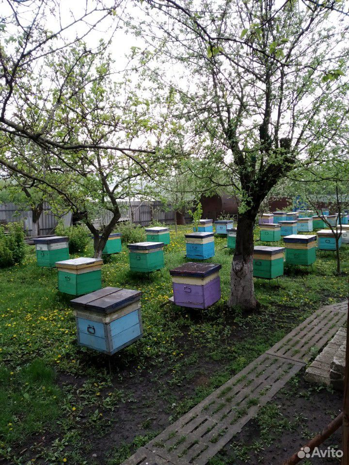 Улики со Пчёлами купить на Зозу.ру - фотография № 1