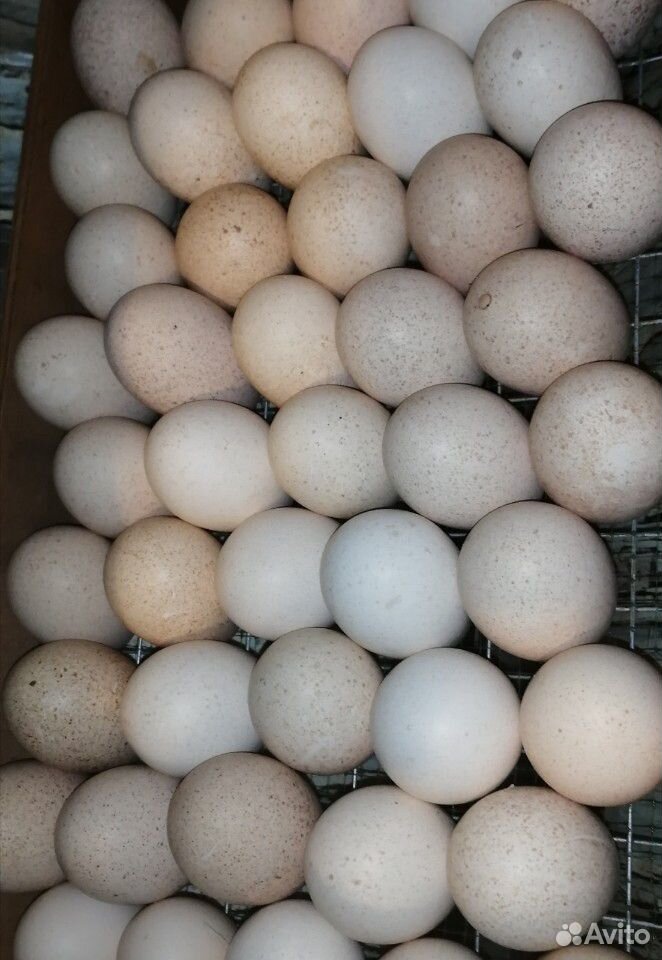 Яйцо индюшиное, инкубационное купить на Зозу.ру - фотография № 1