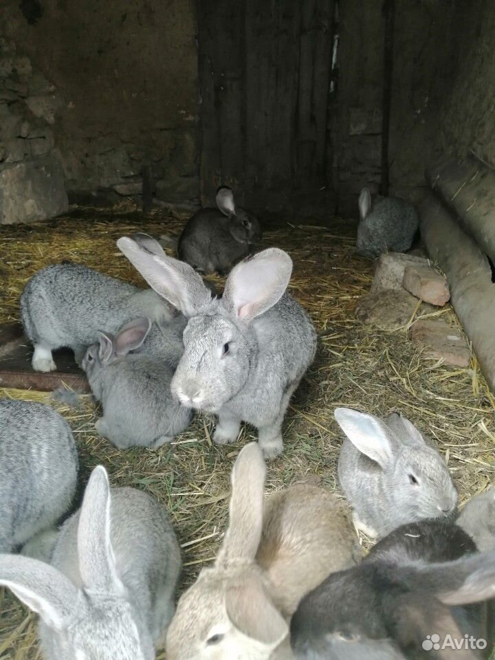 Продам кроликов купить на Зозу.ру - фотография № 9