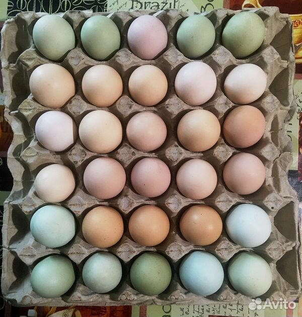 Инкубационные куриные яйца купить на Зозу.ру - фотография № 2