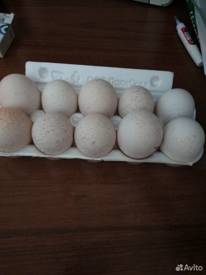 Продаю индюшиные яйца купить на Зозу.ру - фотография № 1