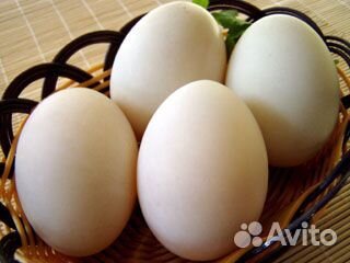 Яйца индоутки купить на Зозу.ру - фотография № 1