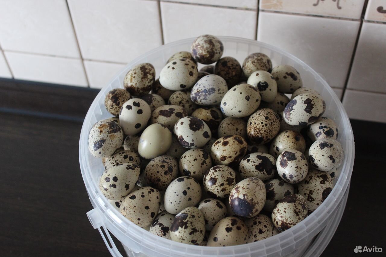 Яйцо перепелиное пищевое купить на Зозу.ру - фотография № 3