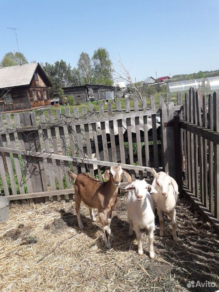 Коза и козлята купить на Зозу.ру - фотография № 1
