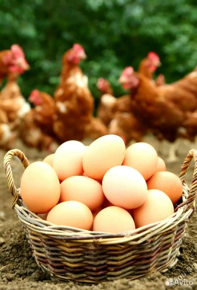 Яйцо куриное домашнее свежее крупное купить на Зозу.ру - фотография № 1