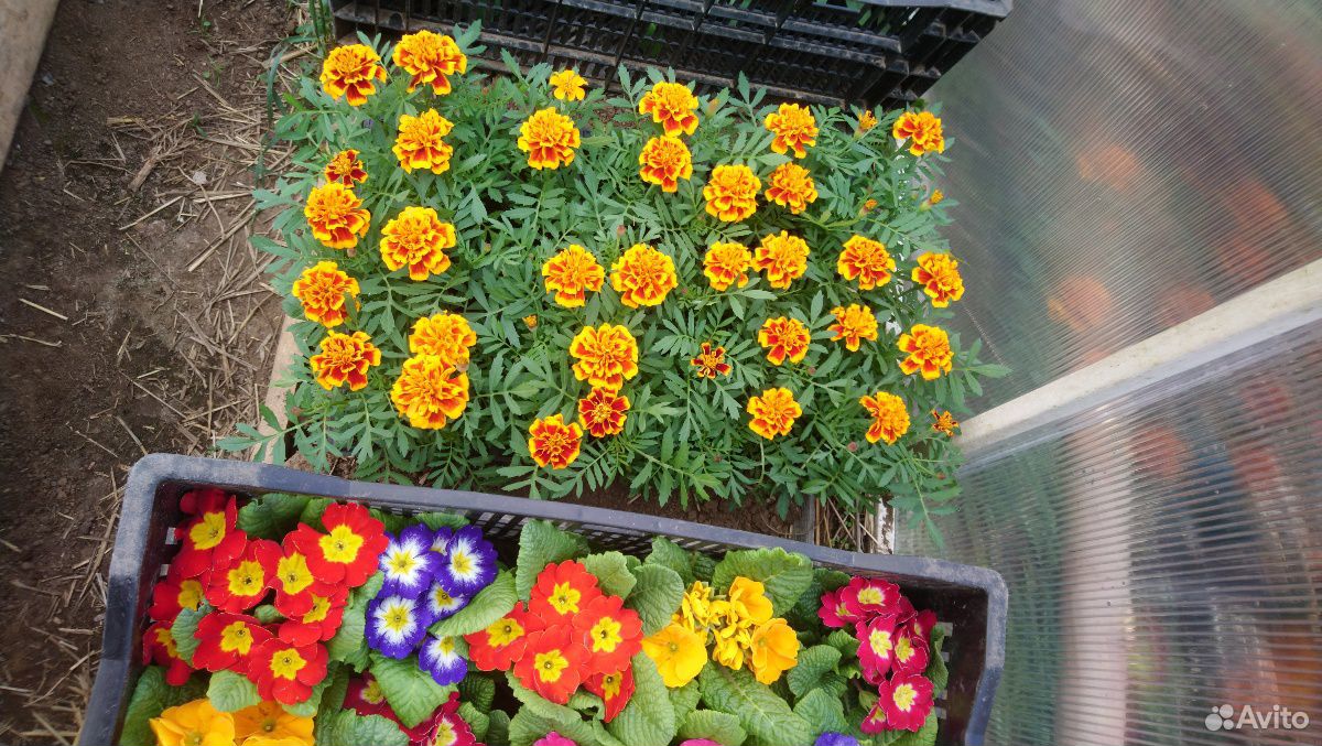 Различные цветы и саженцы купить на Зозу.ру - фотография № 6