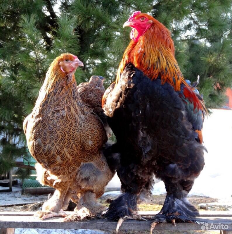 Семья Брама(2 курицы и 1 петух) купить на Зозу.ру - фотография № 1