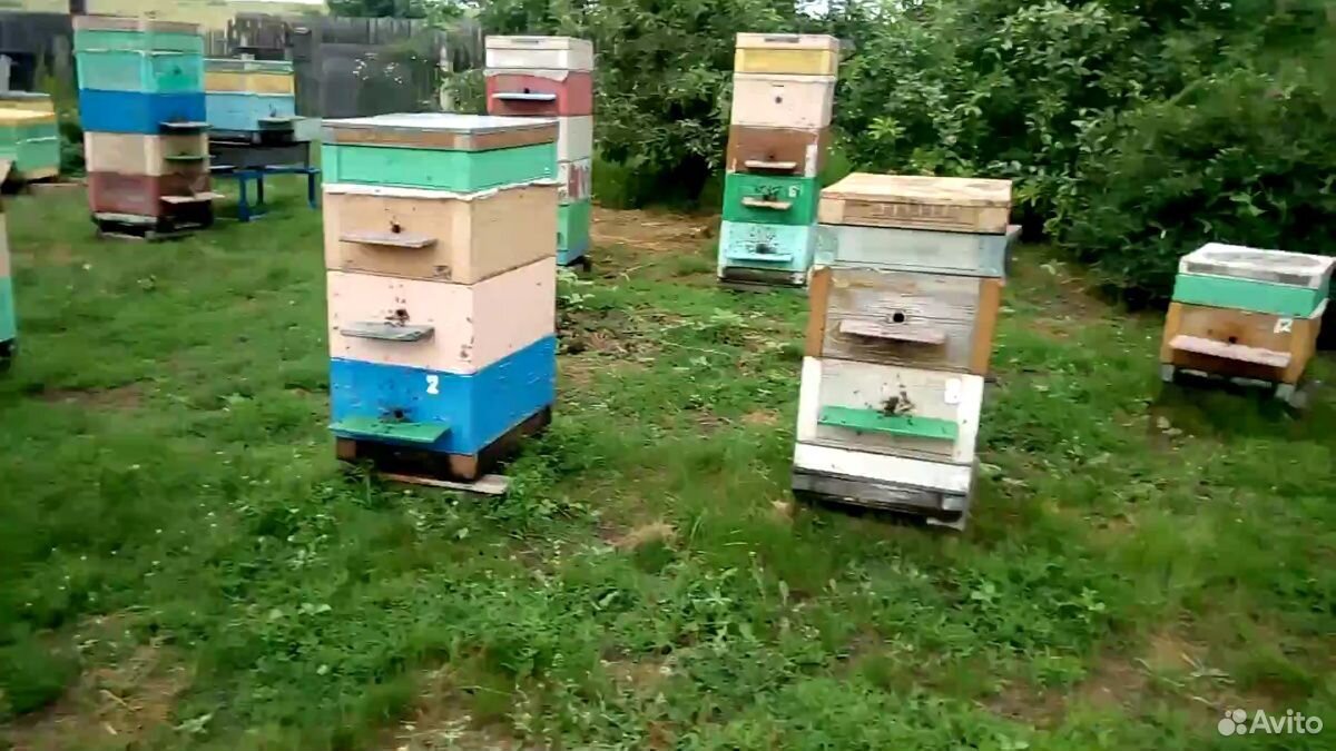 Пчелы, пчелопакеты, пчелосемьи купить на Зозу.ру - фотография № 3