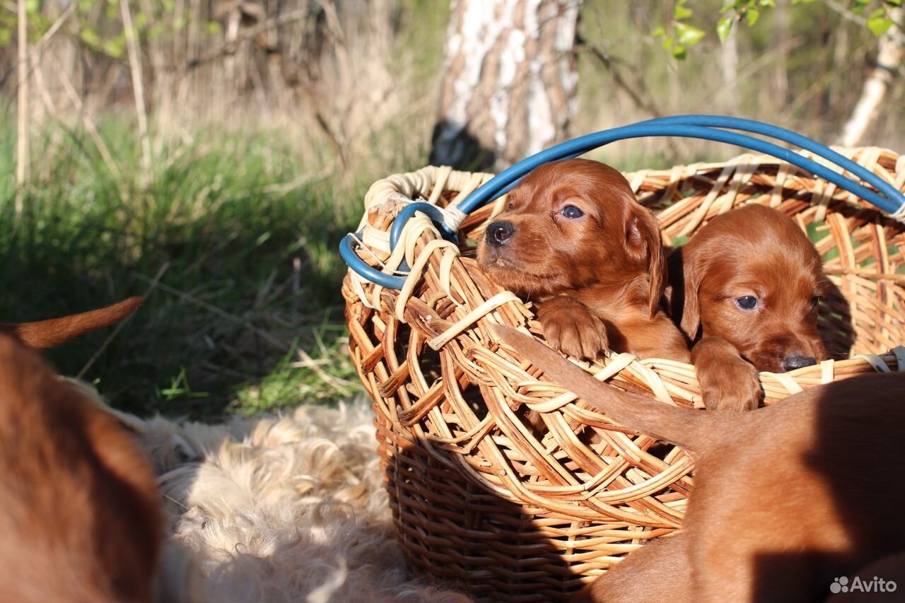 Породистые щенки ирландского сеттера купить на Зозу.ру - фотография № 4