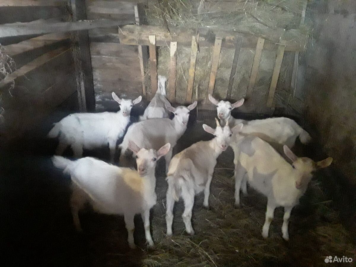 Козочки, дойные козы купить на Зозу.ру - фотография № 1