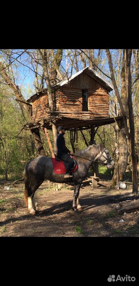 Лошадь Владимирский тяжеловоз купить на Зозу.ру - фотография № 2