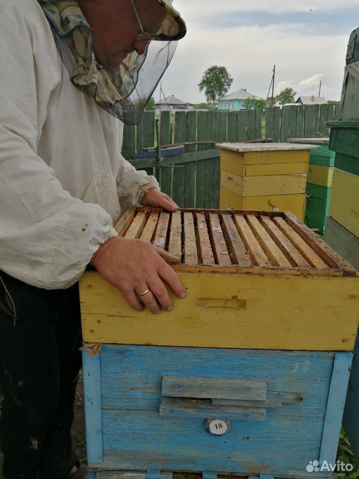 Пчелосемьи, отводки, рои купить на Зозу.ру - фотография № 1