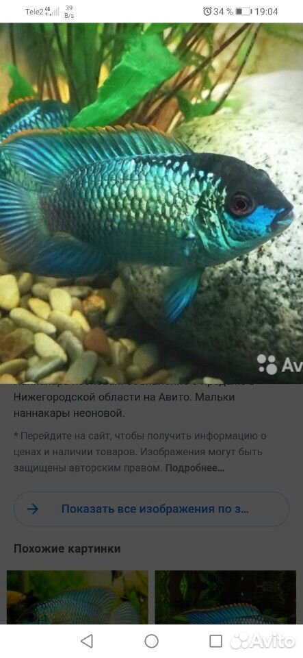 Продам рыбок купить на Зозу.ру - фотография № 2