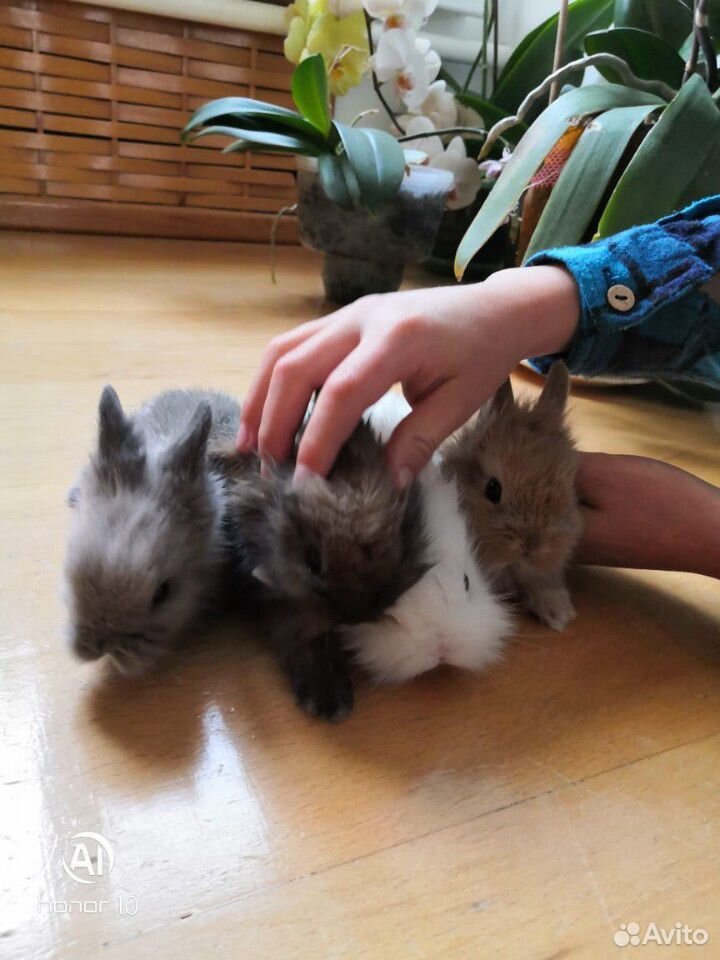 Карликовые кролики купить на Зозу.ру - фотография № 9