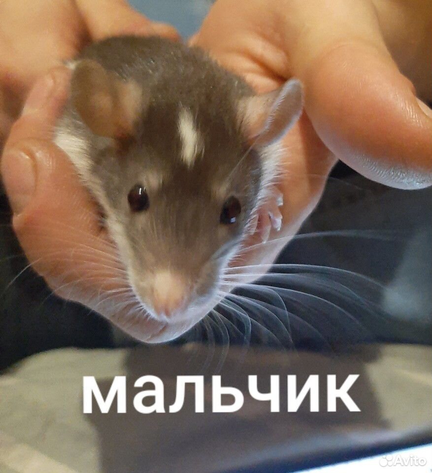 Крысёнок купить на Зозу.ру - фотография № 1