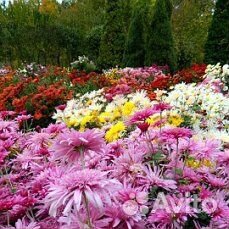 Хризантемы корейские купить на Зозу.ру - фотография № 3