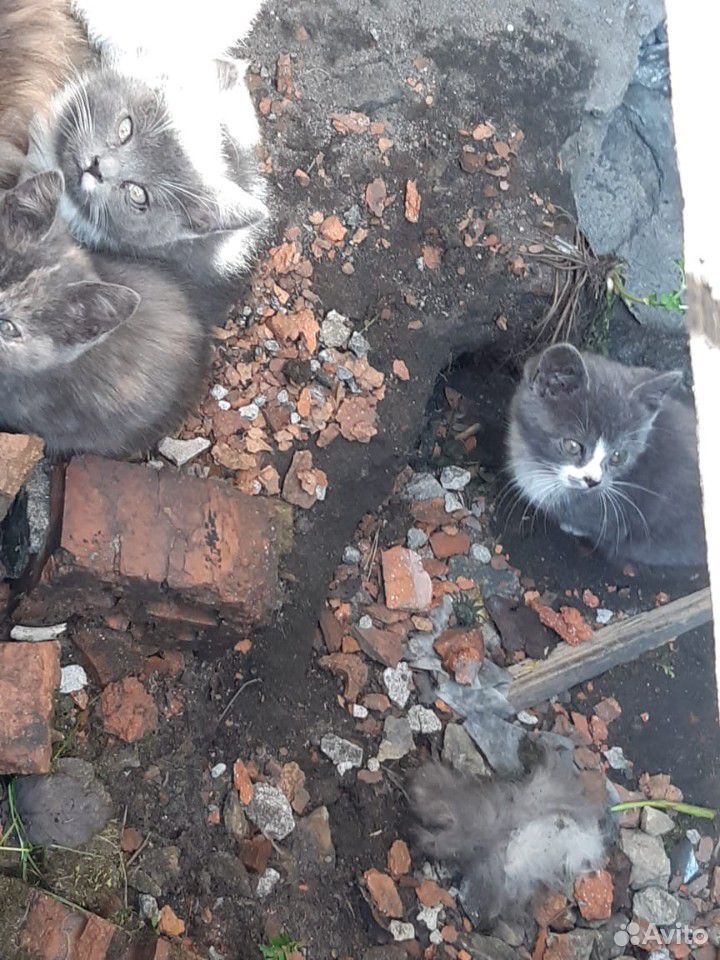 Красавица кошка и её котятки купить на Зозу.ру - фотография № 6