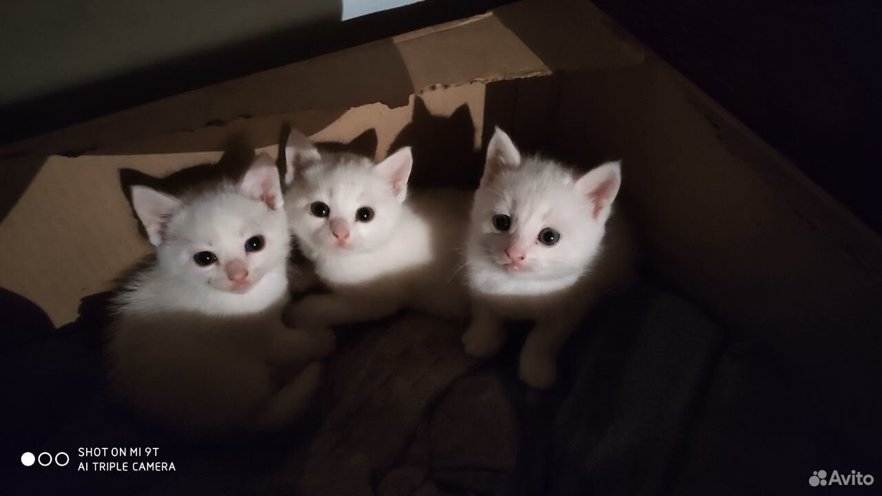 Беленькие котята купить на Зозу.ру - фотография № 2