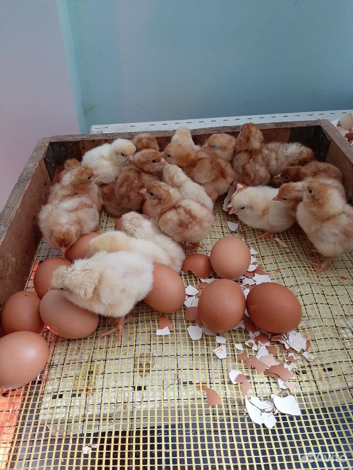 Цыплята суточные купить на Зозу.ру - фотография № 6