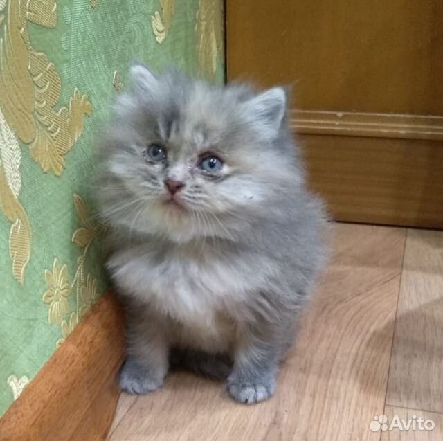 Отдам котёнка купить на Зозу.ру - фотография № 2