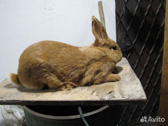 Продам кроликов живым весом купить на Зозу.ру - фотография № 6