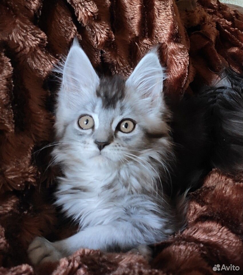 Мейн-кун котенок купить на Зозу.ру - фотография № 1