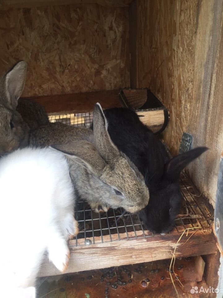 Кролики породы Калифорния, Великан, Ризен.1 месяц купить на Зозу.ру - фотография № 6