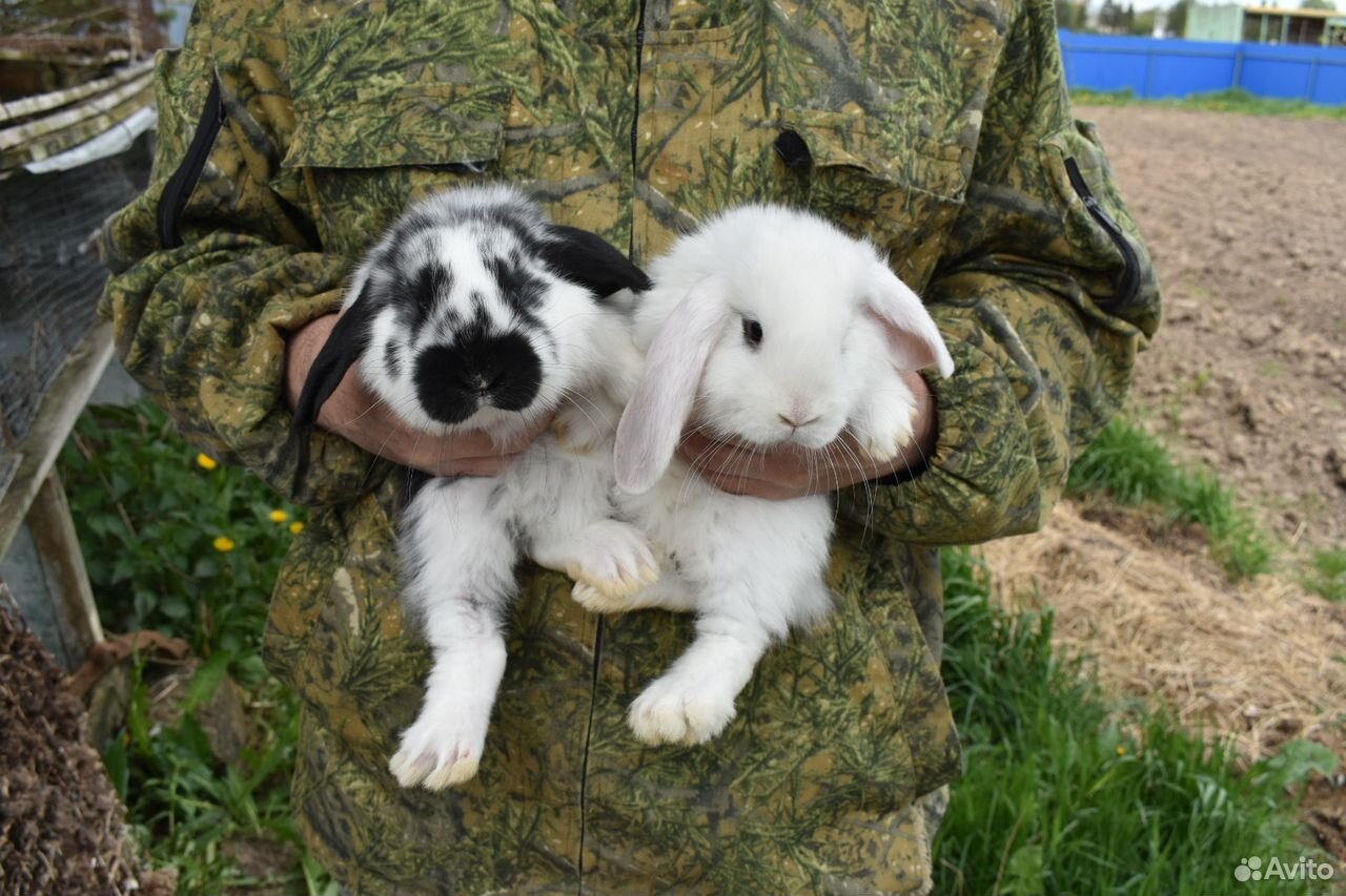 Породистые кролики купить на Зозу.ру - фотография № 8