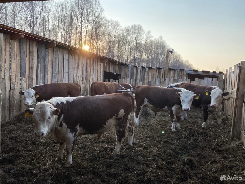 Бычки, телки, нетели, коровы купить на Зозу.ру - фотография № 8