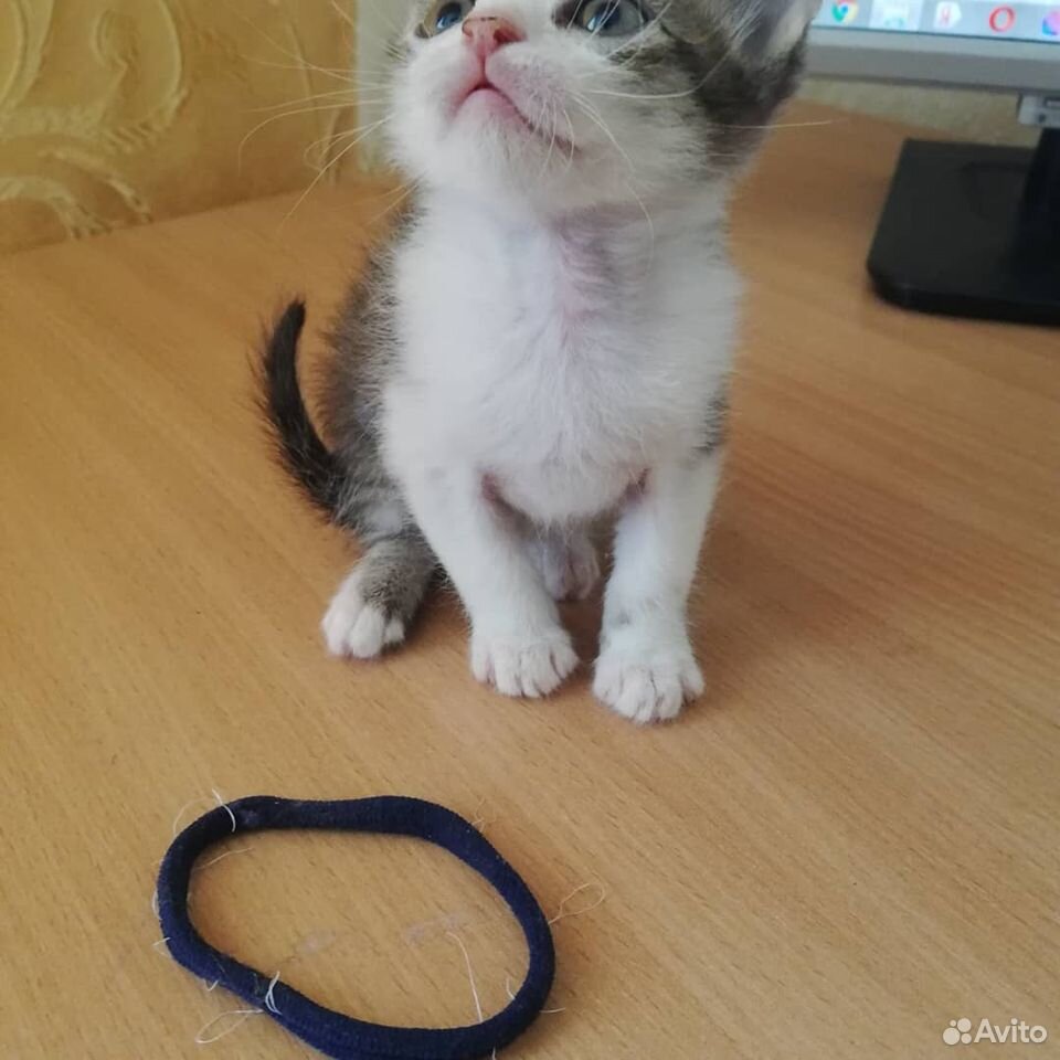 Котик, 3 месяца, донской сфинкс купить на Зозу.ру - фотография № 2
