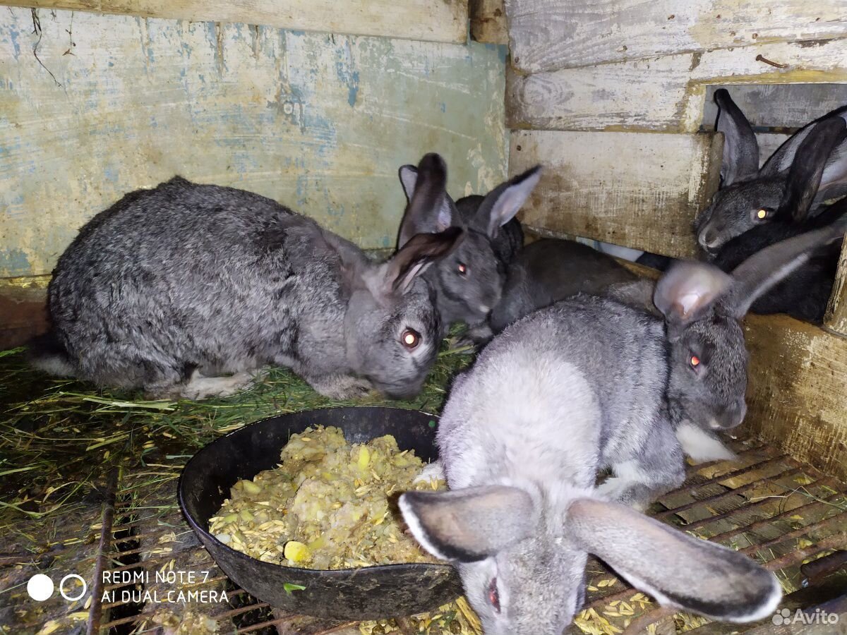 Продам кроликов купить на Зозу.ру - фотография № 3