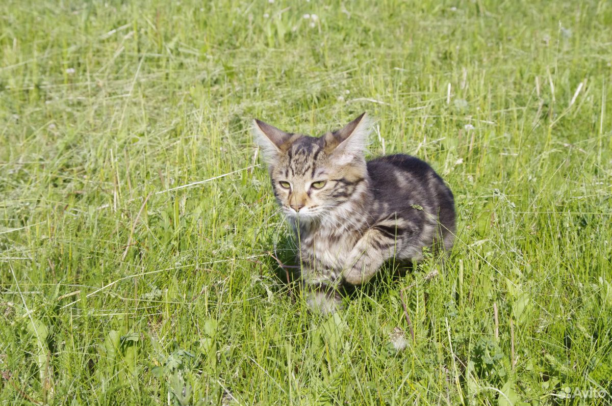 Продажа котят Курильского бобтейла купить на Зозу.ру - фотография № 8