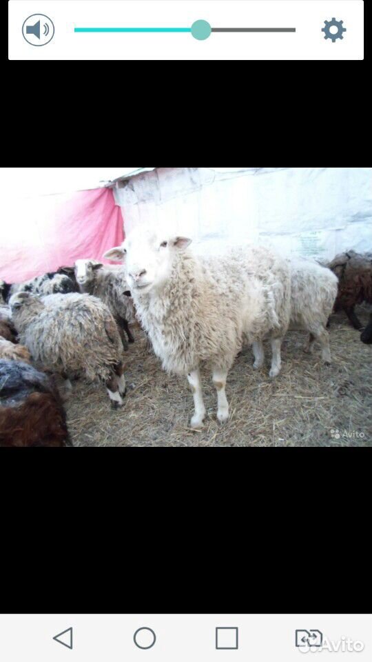 Шерсть овечья купить на Зозу.ру - фотография № 1