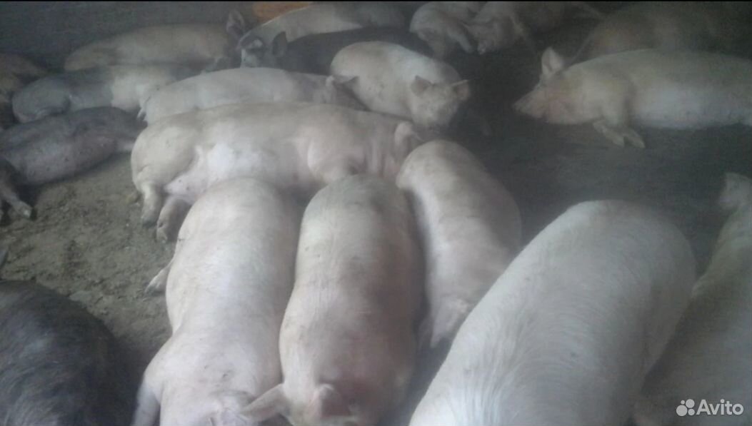 Свиньи живым весом купить на Зозу.ру - фотография № 1