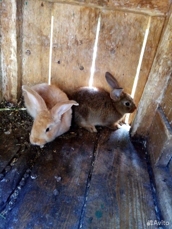 Продам породистых кроликов купить на Зозу.ру - фотография № 2